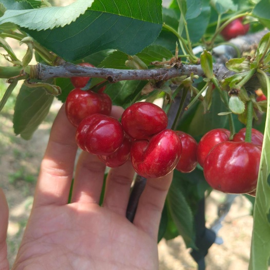沂南县山东临沂新鲜美早樱桃车厘子产地直发沂南县现摘现发，露天大樱桃