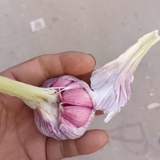 金乡县大蒜