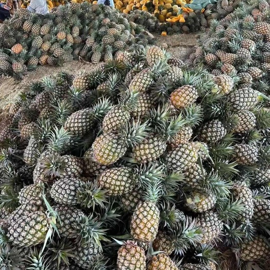 海南金钻凤梨，当季树上熟，基地现摘直发，可代发包邮