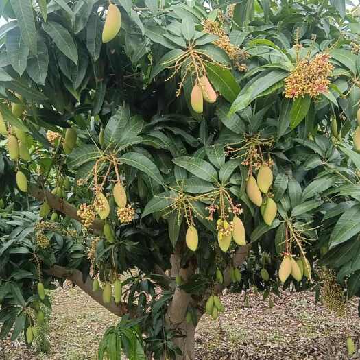 百色象牙芒（大果小果），生鲜嫩果