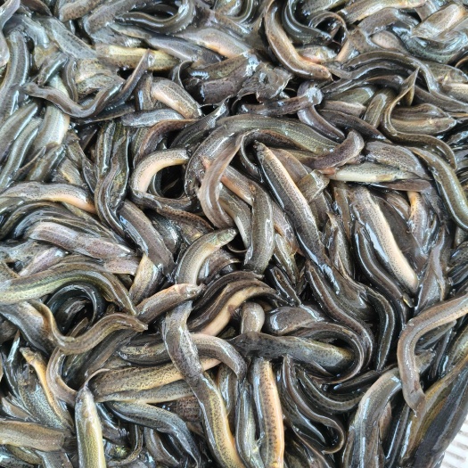 优质泥鳅苗，杂交泥鳅苗，全程技术指导，签养殖合同回收成品泥鳅