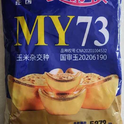 济南优质玉米良种，品种全，价格低，欢迎咨询选购