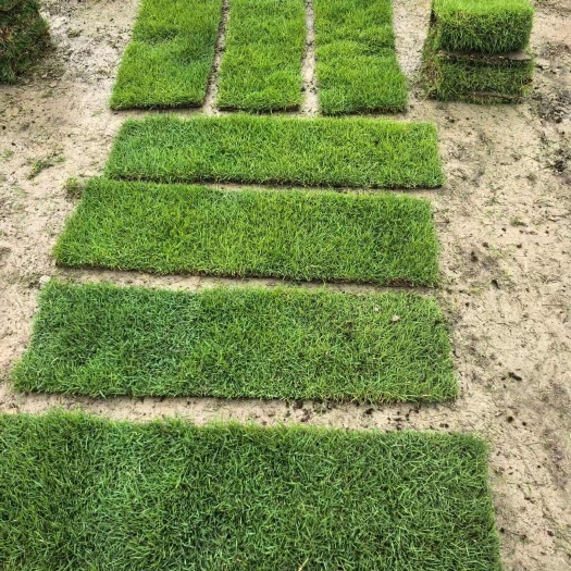 郴州马尼拉草坪草皮 基地直销 诚信经营 品质保障