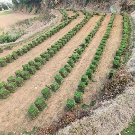 郴州马尼拉草坪草皮
