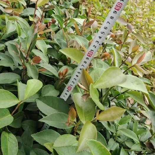 钦州油茶树苗
