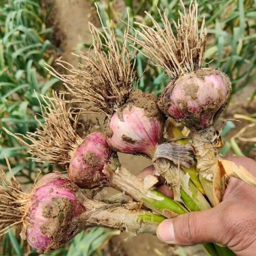 献县自家种植紫皮大蒜，优质低价急卖