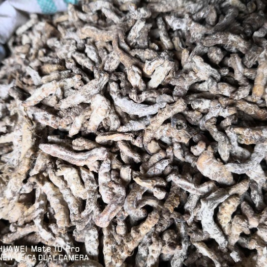 安国市僵蚕 水洗干货 含量足 各种规格 量大优惠