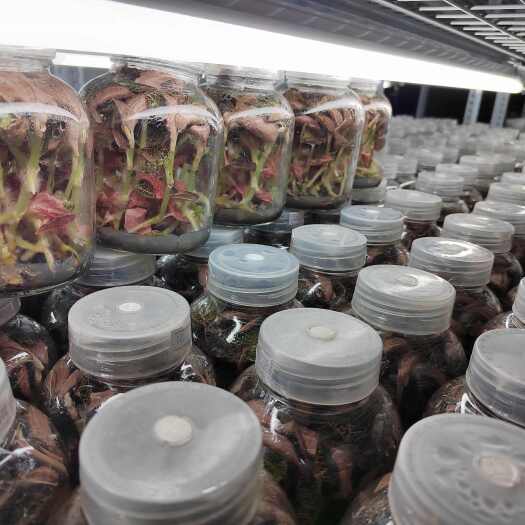 金线莲种苗（预定5元