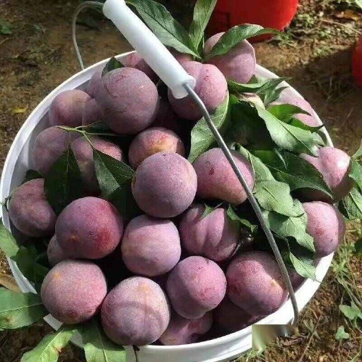信宜市广东茂名信宜新鲜三华李果肉饱满甘甜可口现摘现发