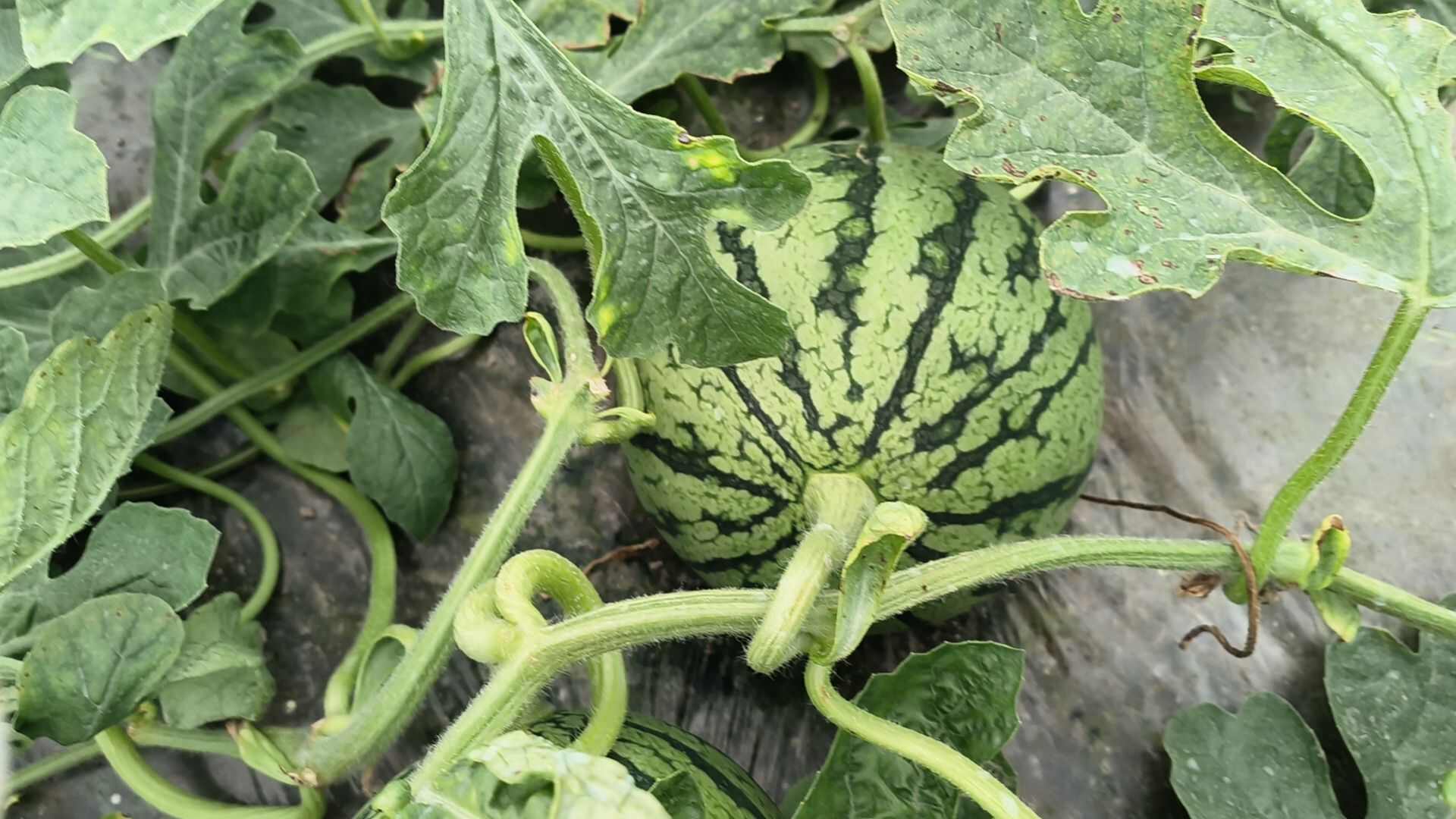 早春红玉小西瓜 皮薄肉甜