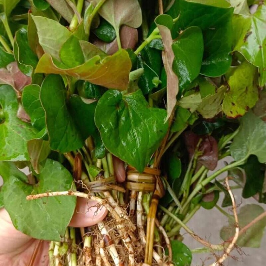衡东县鱼腥草，湖南紫背野鱼腥草，生态植物