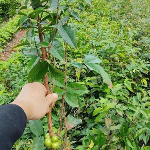广州艾斯卡嘉宝果60/100cm四年开花带果苗