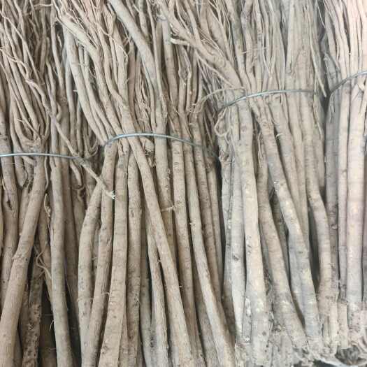 陇西县黄芪原条，甘肃产地，黄心，甜，含量高，产地直供，质量好