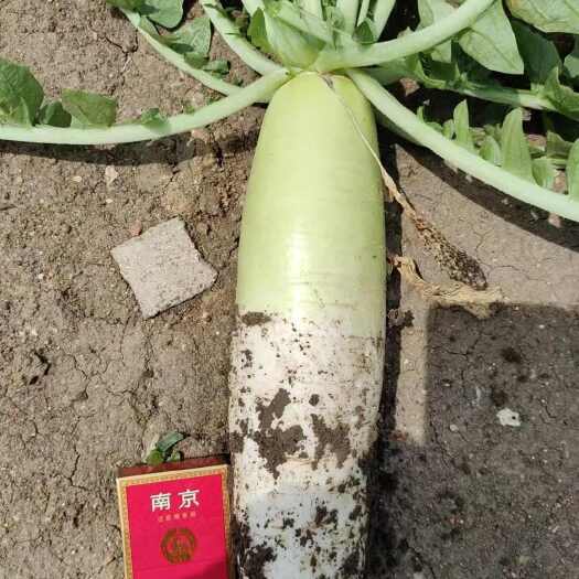 平度市山东青岛平度新鲜直供优质韩国绿萝卜生态种植现挖现发
