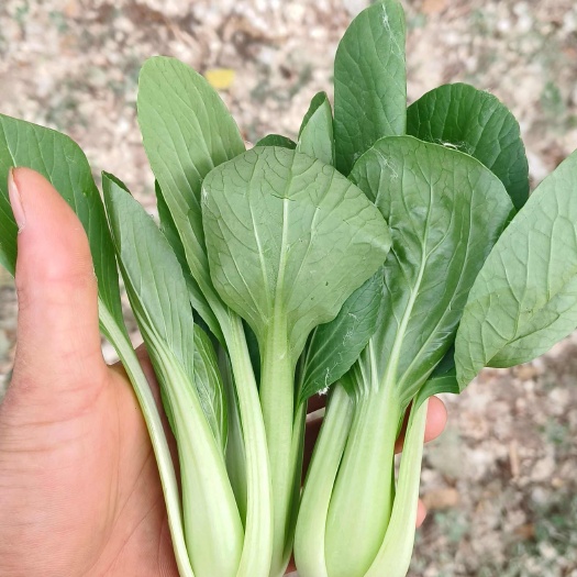 曹县精品上海青快菜苗菜心