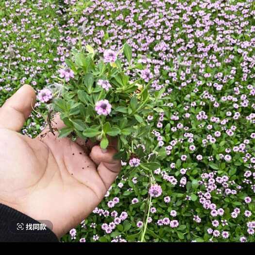 兰考县姬岩垂草