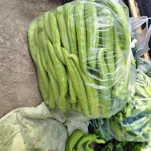 河南漯河新鲜尖椒产地直发 当日采摘现摘现发 个大肉厚适合炒菜