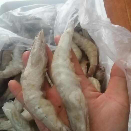 中牟县精品开背虾