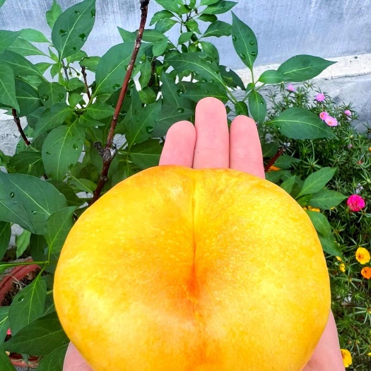 蒙阴县蒙阴油蟠桃