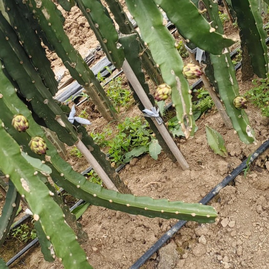 保康县桂红龙一号火龙果苗 湖北襄阳果实饱满甜度高 易种植成活率高