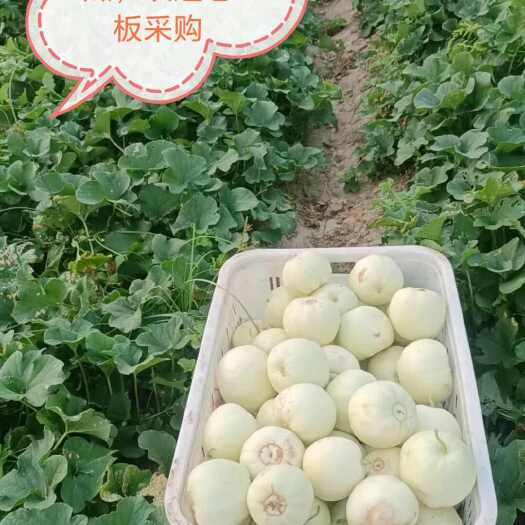 钟祥市香瓜
