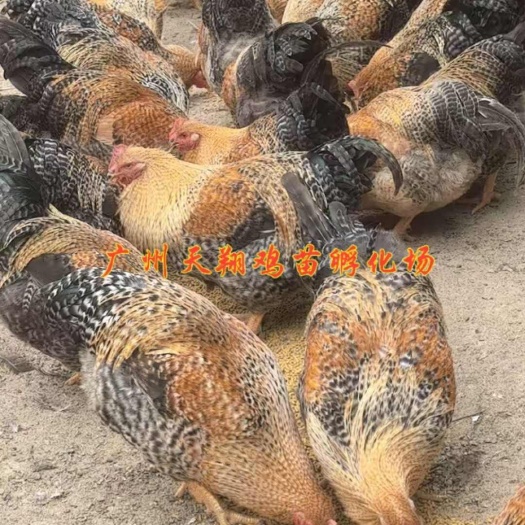 广州中速金芦花公金芦花母混合苗