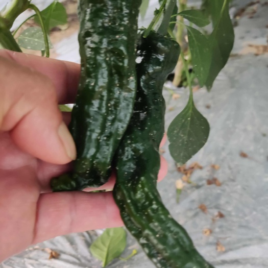 宁都县小皱皮辣椒