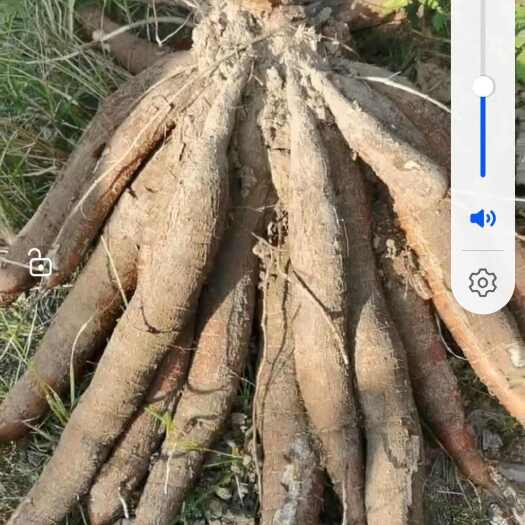 柳州黄心木薯