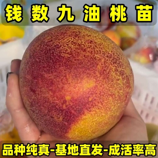 营口正品钱数九油桃苗 品种纯真 基地现起现发 成活率高 提供技术