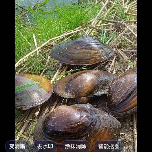 乾安县河蚌
