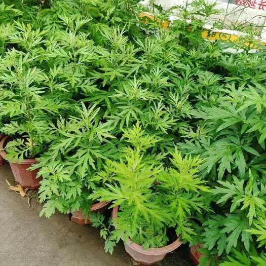 广州230#端午艾草7元一箱20盆，可以剪掉，当挂件，