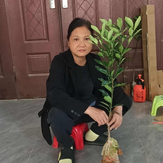 博白县广西第三代脆密金桔苗