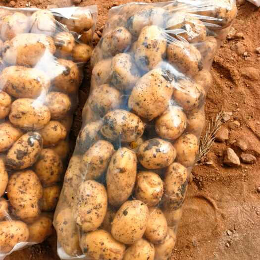 许昌河南南阳土豆大量上市