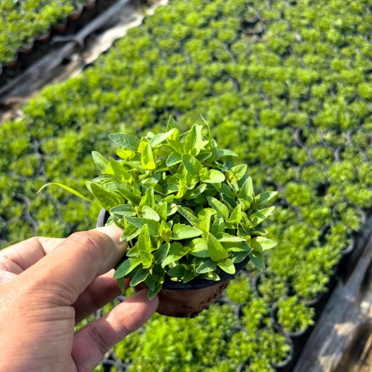 青州市日光菊，日光菊大杯，小盆日光菊