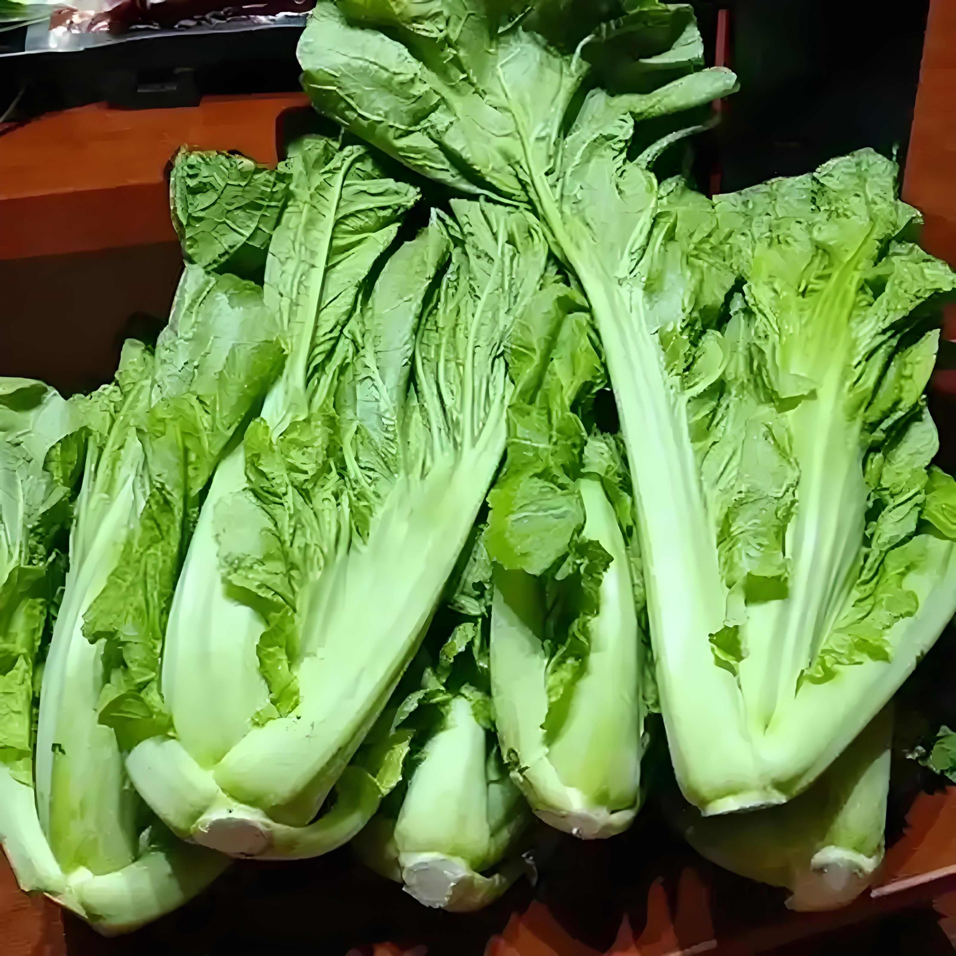 春菜  五月青  青菜   芥菜