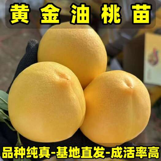 营口正品黄金蜜油桃苗 大果型油桃 品种纯真 基地现起现发成活率高