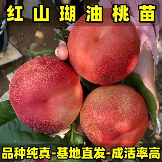 正品红山瑚油桃苗 品种纯真 纯甜油桃 树苗基地现起现发货