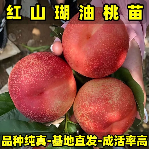 营口正品红山瑚油桃苗 品种纯真 纯甜油桃 树苗基地现起现发货