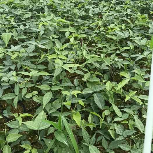 灵山县小叶牛大力苗大量供应