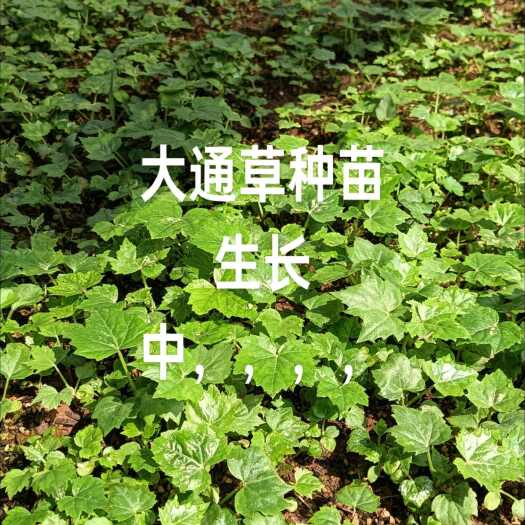 通草苗