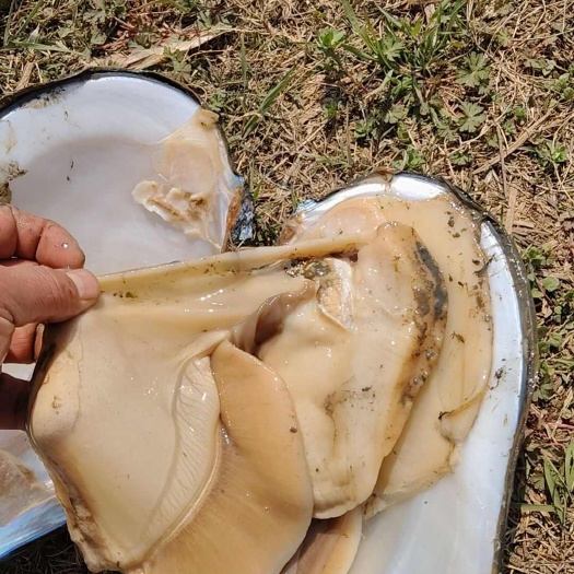 武汉现杀蚌肉