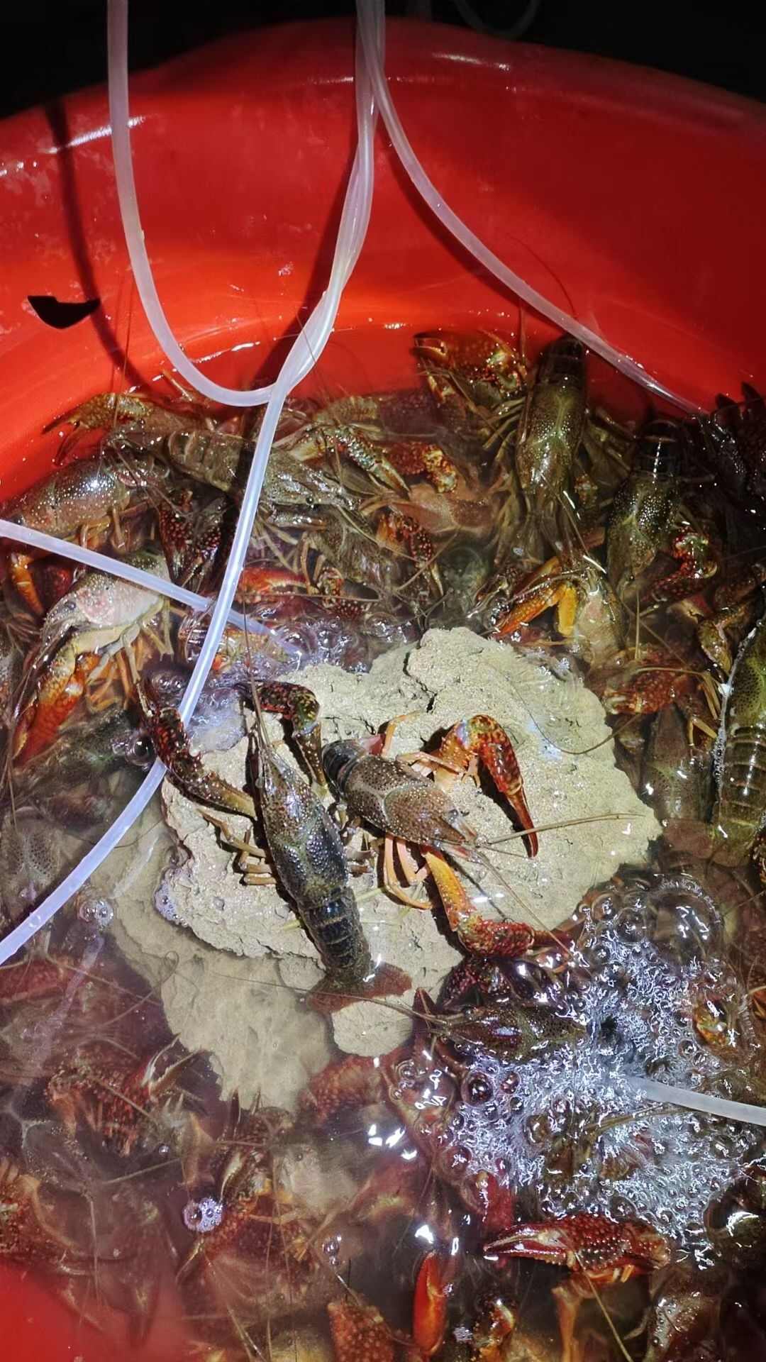 稻田油菜清水小龙虾