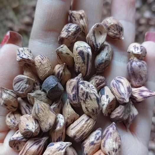 瑞丽市七彩米，挑选了无气味，便宜处理4吨