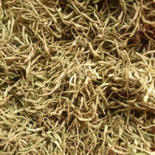十堰金银花