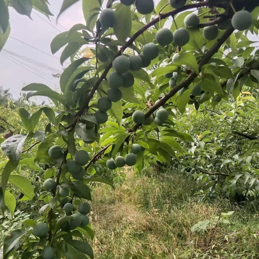 屏山县家里的李子要成熟了，需要的老板们可以联系了，看货定价