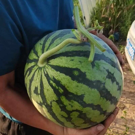 河南商丘新鲜美都西瓜 ，有籽瓜果现摘现发，自家瓜地，不报虚价