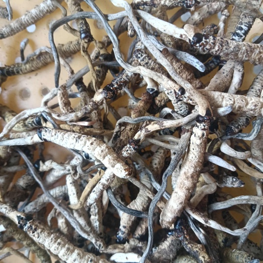 开阳县贵州冬虫夏草
