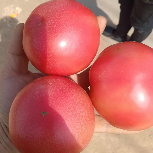 灵武市宁夏暖棚硬粉西红柿