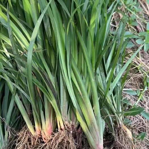 成都四川成都新鲜中药材石菖蒲根茎批发零售