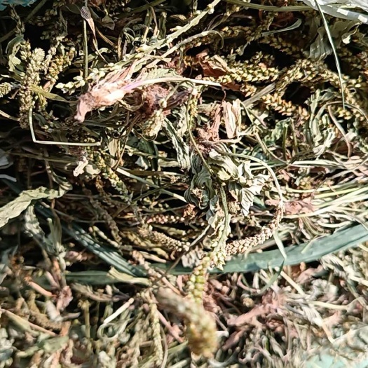 沧县车前草出售